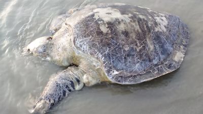 কুয়াকাটা সৈকতে ফের ভেসে এলো মৃত অলিভ রিডলি কচ্ছপ