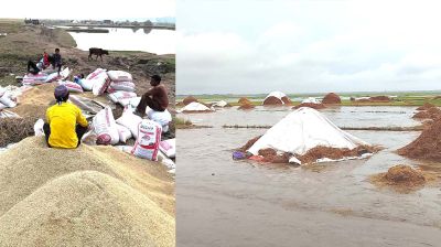 শুকাতে না পেরে খলায় নষ্ট হচ্ছে হাজার হাজার মণ ধান