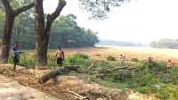 টেন্ডার ছাড়াই সরকারি গাছ কাটলেন ইউপি চেয়ারম্যান