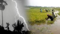 সুনামগঞ্জে ধান কাটার সময় বজ্রপাতে নিহত ৩