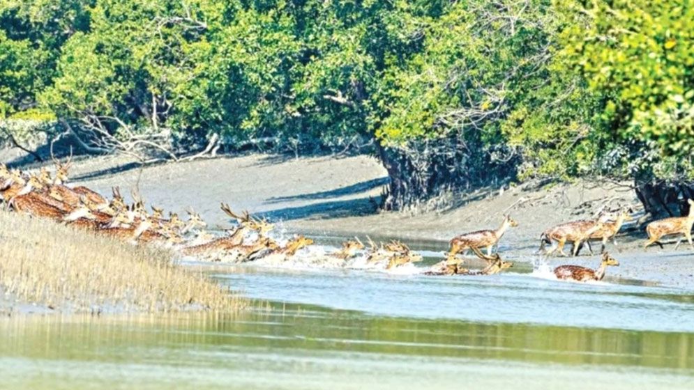 ১ জুন থেকে ৩১ আগস্ট সুন্দরবনে প্রবেশে নিষেধাজ্ঞা    