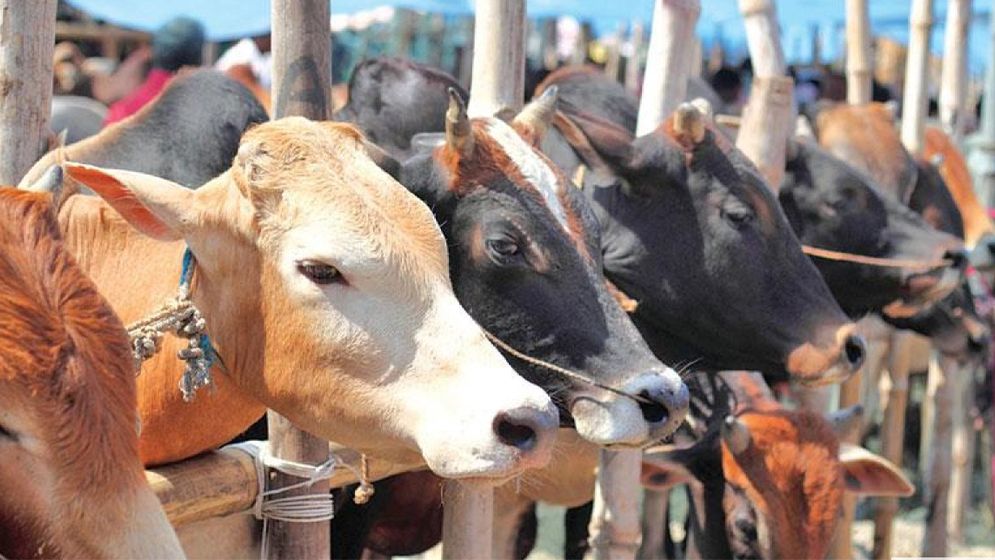 বাংলাদেশে বছর বছর গরু কোরবানি কেন কমছে?