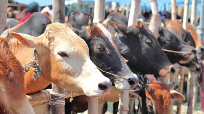 জবাইয়ের আগেই পশু মারা গেলে কোরবানি আদায় হবে কি?
