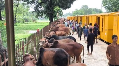 বিশেষ ট্রেনে ঢাকার পথে কোরবানির গরু  