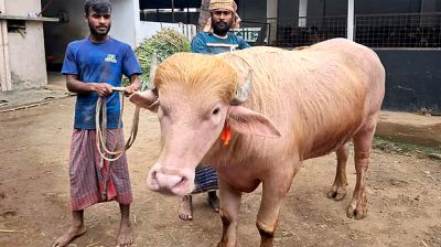 ৭০০ কেজি ওজনের ‘ডোনাল্ড ট্রাম্প’, দেখতে ভিড়
