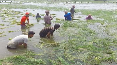 নাসিরনগরে অতিবৃষ্টিতে ডুবল হাওরের শত শত একর ধান