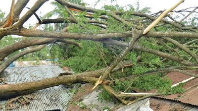 ঝড়ে গাছচাপায় প্রাণ গেল মায়ের, হাসপাতালে ছেলে