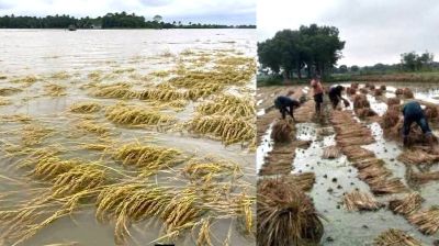 পানির নিচে ফসল, কৃষকের বুক ফাটা আর্তনাদ