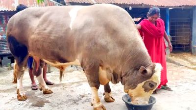৩৫ মণের ‘নেইমার’ ঘুরে বেড়ায় দড়ি ছাড়াই