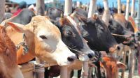 জবাইয়ের আগেই পশু মারা গেলে কোরবানি আদায় হবে কি?