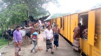 জামালপুর থেকে ট্রেনে ঢাকায় আসবে ১২০০ গরু