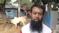 অস্ত্রের মুখে ব্যবসায়ীর গরু লুট, আতঙ্কে খামারিরা