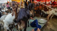দিল্লিতে কোরবানি নিয়ে কঠোর বিধিনিষেধ
