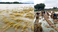 পানির নিচে ফসল, কৃষকের বুক ফাটা আর্তনাদ