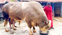 ৩৫ মণের ‘নেইমার’ ঘুরে বেড়ায় দড়ি ছাড়াই