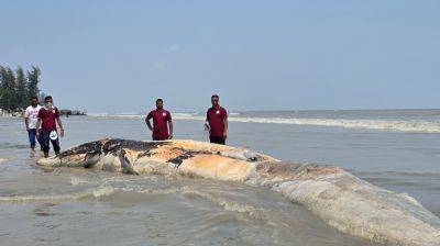  সৈকতে ভেসে এলো দুই যুগের সবচেয়ে বড় মৃত তিমি