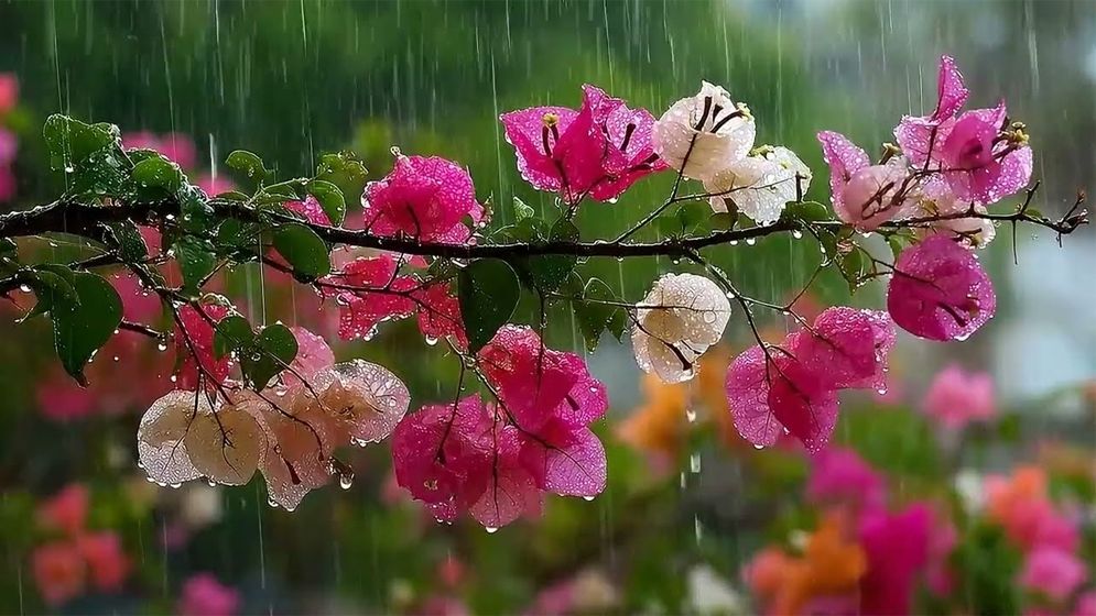 দেশজুড়ে বৃষ্টির আভাস