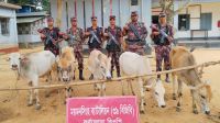 সীমান্তে চোরাচালান প্রতিরোধে বিজিবির অভিযান, ৫ গরু জব্দ